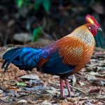 Explore the Wondrous World of Birds in Sri Lanka: A Paradise for Ornithologists